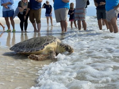 Three Rehabilitated Sea Turtles Successfully Released